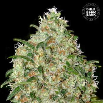 Semeno Bulk Seed Bank - Amnesia Platinum 5 ks