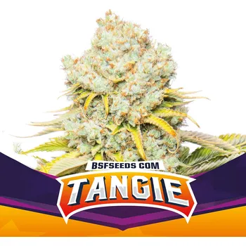 Semeno BSF Seeds - Tangie 4 ks