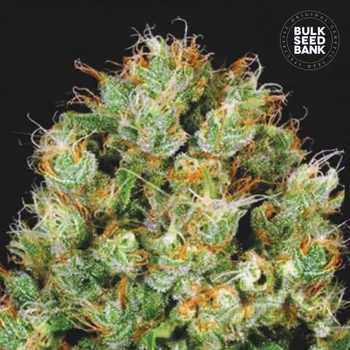 Semeno Bulk Seed Bank - Sour Diesel 5 ks