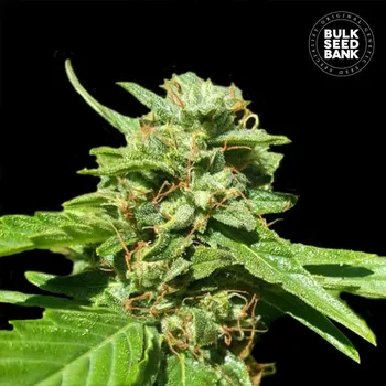 Semeno Bulk Seed Bank - CBD Nepal Gold 10 ks