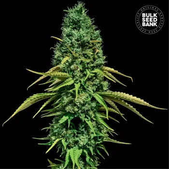 Semeno Bulk Seed Bank - CBD Critical 10 ks