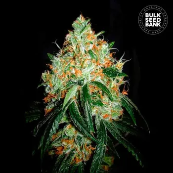 Semeno Bulk Seed Bank - Original Orange Bud 5 ks