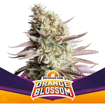 Semeno BSF Seeds - Orange Blossom 2 ks
