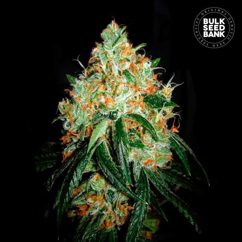 Bulk Seed Bank - Original Orange Bud 1000 ks