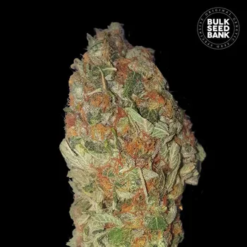Semeno Bulk Seed Bank - Green Candy 5 ks