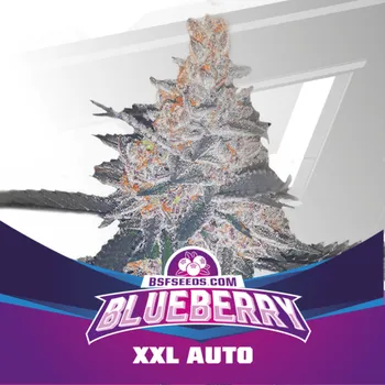 Semeno BSF Seeds - Blueberry XXL Auto 4 ks