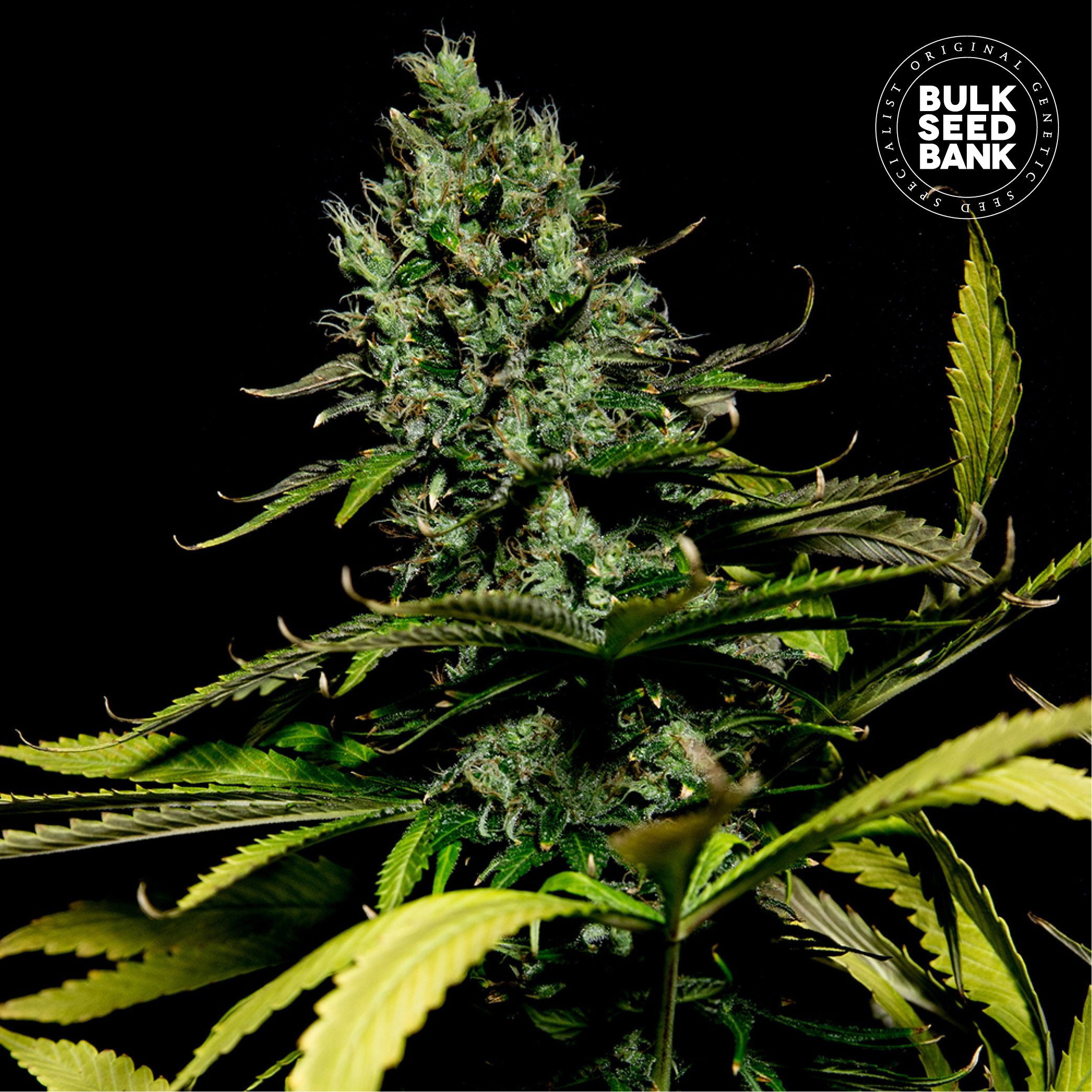 Bulk Seed Bank - Watermelon Jam 500 ks