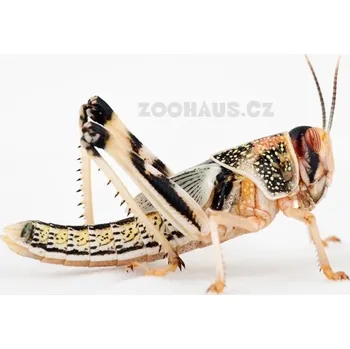 Bonbon Saranče všežravé – subadult ks: balení 10 ks