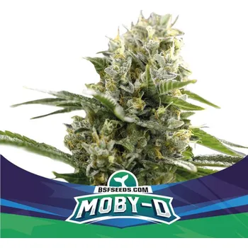 Semeno BSF Seeds - Moby-D XXL Auto 4 ks