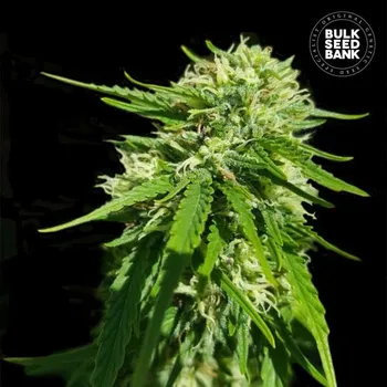 Semeno Bulk Seed Bank - CBD Good Wild Shark 5 ks