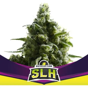 Semeno BSF Seeds - SLH (Super Lemon Haze) 2 ks