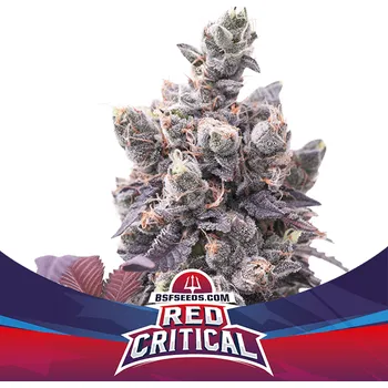 Semeno BSF Seeds - Red Critical Auto 4 ks