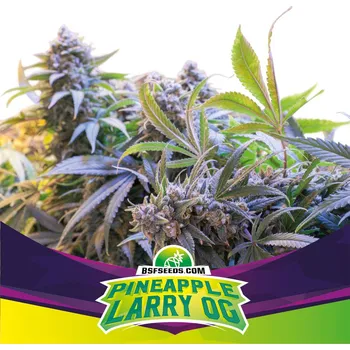Semeno BSF Seeds - Pineapple Larry OG 2 ks