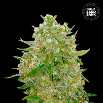 Semeno Bulk Seed Bank - Master Kush Grand 500 ks