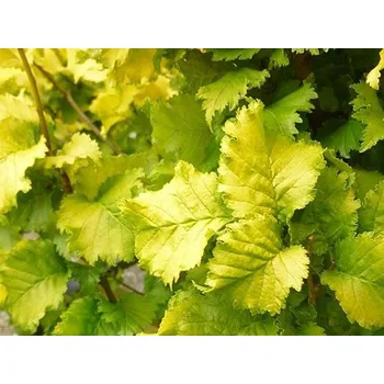 Sazenice Jilm holandský 'Wredei' Balení: kontejner C9, Tvar: výška 100-120 cm