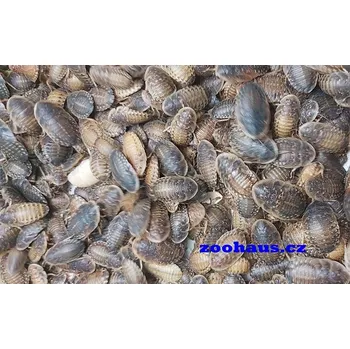 Chovatelství Šváb argentinský – střední 1,5-2,5cm ks: balení 100 ks