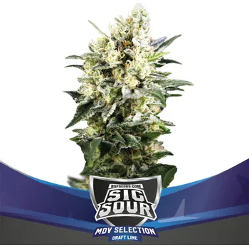 Semeno BSF Seeds - Sig Sour XXL Auto 12 ks