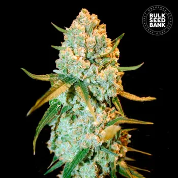 Semeno Bulk Seed Bank - Special Crystal Haze 5 ks