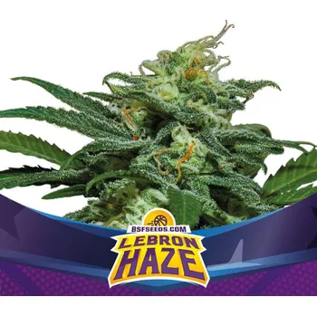 Semeno BSF Seeds - Lebron Haze XXL Auto 2 ks