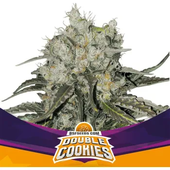 Semeno BSF Seeds - Double Cookies 7 ks