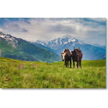 Obraz Obraz na plátně KRAVY NA ALPSKÉ LOUCE V HORÁCH 40 x 30 cm