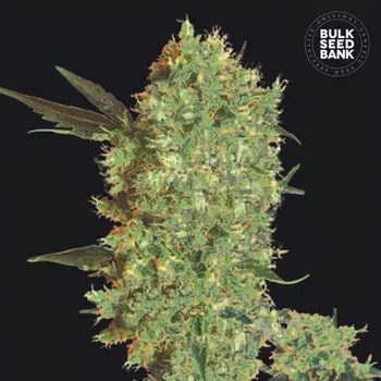 Semeno Bulk Seed Bank - Marleys Bud 10 ks
