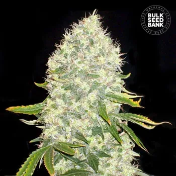 Semeno Bulk Seed Bank - White Widow 10 ks