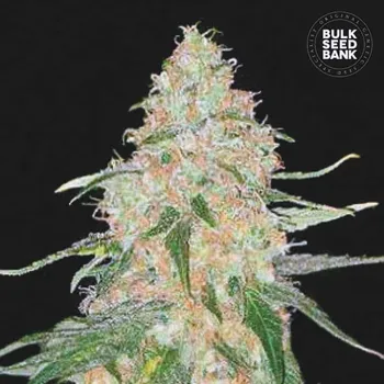 Semeno Bulk Seed Bank - Special Skunk 5 ks