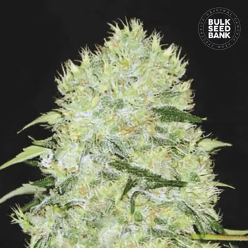 Semeno Bulk Seed Bank - Bubblegum Extra 5 ks