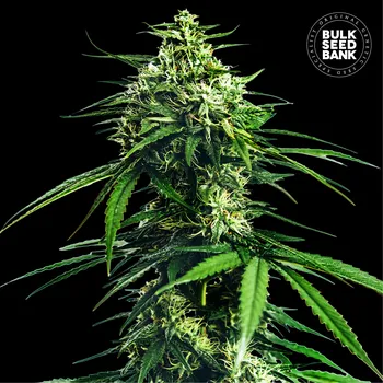 Semeno Bulk Seed Bank - CBD Indica King 5 ks