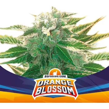 Semeno BSF Seeds - Orange Blossom XXL Auto 2 ks