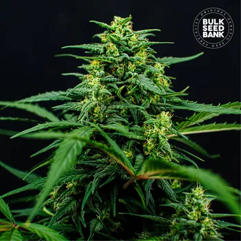 Semeno Bulk Seed Bank - Mimosa Famosa 5 ks