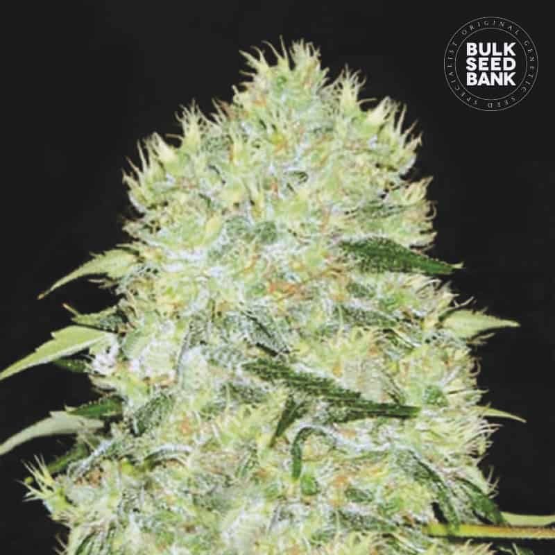 Bulk Seed Bank - Bubblegum Extra 500 ks