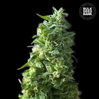 Semeno Bulk Seed Bank - Lime Skunk 5 ks