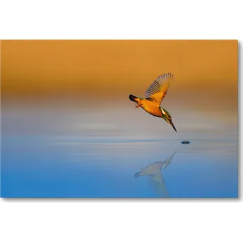 Obraz Obraz na plátně LEDŇÁČEK NAD VODOU V PŘÍRODĚ 40 x 30 cm