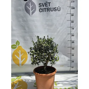 Sazenice Olea europaea, olivovník, olivy, oliva Velikost: Nizký kmen, 20cm