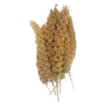 Krmivo pro ptáka animALL Senegalské proso žluté 200 g (112255)