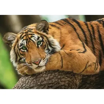 Puzzle Trefl - Puzzle - Tygří portrét (37397)