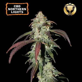 Semeno CBD Northern Lights Fem - Seed Stockers ks: 3