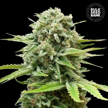 Semeno Bulk Seed Bank - Auto Guerilla Glue 5 ks