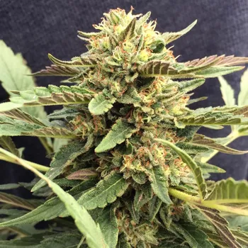 Semeno CBD Crew - CBD Therapy 5 ks