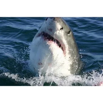 Fototapeta DIMEX | Samolepicí vliesová fototapeta na zeď Žralok MA-5-0217 | 375 x 250 cm | modrá, šedá + Samolepicí vliesová fototapeta na stěnu DIMEX Žralok MA50217 v rozměru 375 x 250 cm