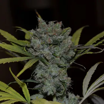 Semeno CBD Crew - CBD Sweet & Sour Widow regular 5 ks