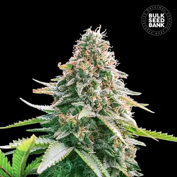 Semeno Bulk Seed Bank - Auto Gelato Samba 5 ks