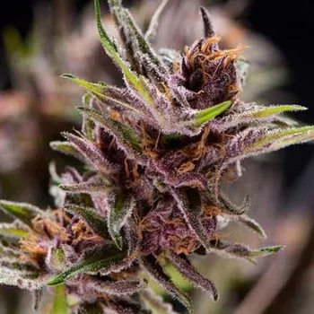 Semeno Pyramid Seeds Black Cherry Punch Regular