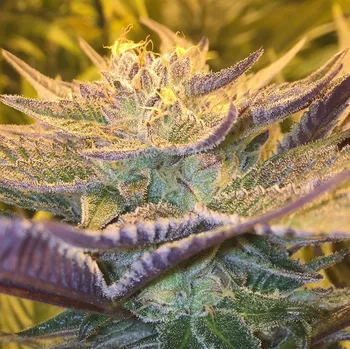 Semeno CBD Crew - CBD Girl Scout Cookies 5 ks