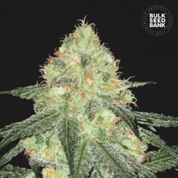 Semeno Bulk Seed Bank - Auto Sour Diesel 5 ks