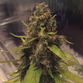 Semeno CBD Crew - CBD 3D regular 5 ks