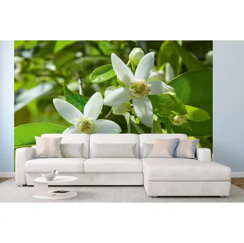 Fototapeta DIMEX | Samolepicí vliesová fototapeta na zeď Bílý květ MA-5-1368 | 375 x 250 cm | zelená, bílá + Samolepicí vliesová fototapeta na stěnu DIMEX Bílý květ MA51368 v rozměru 375 x 250 cm