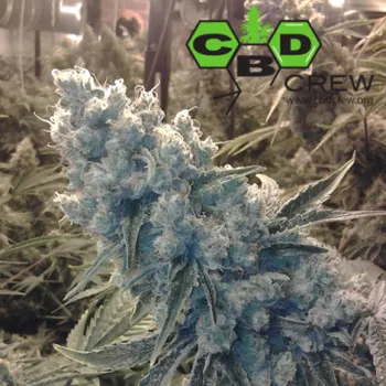 Semeno CBD Crew - CBD Shark Shock 5 ks